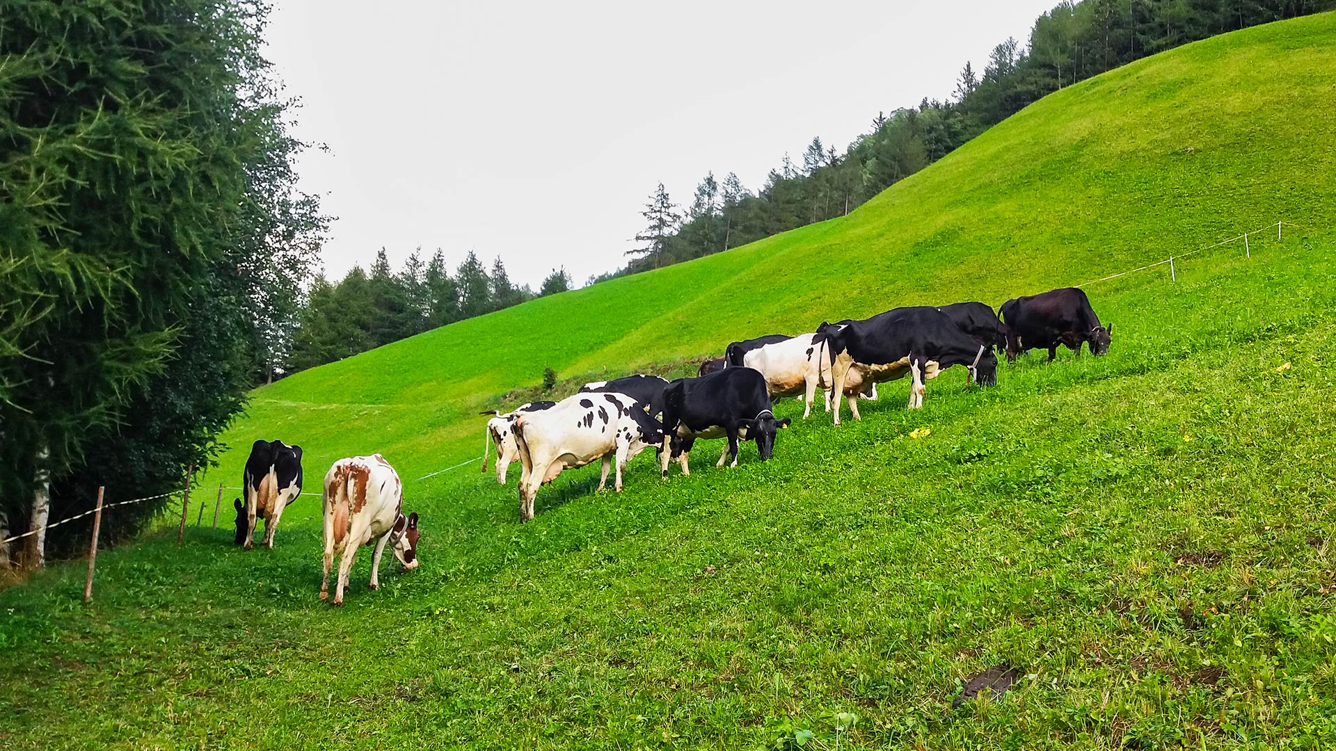 Kuhweide