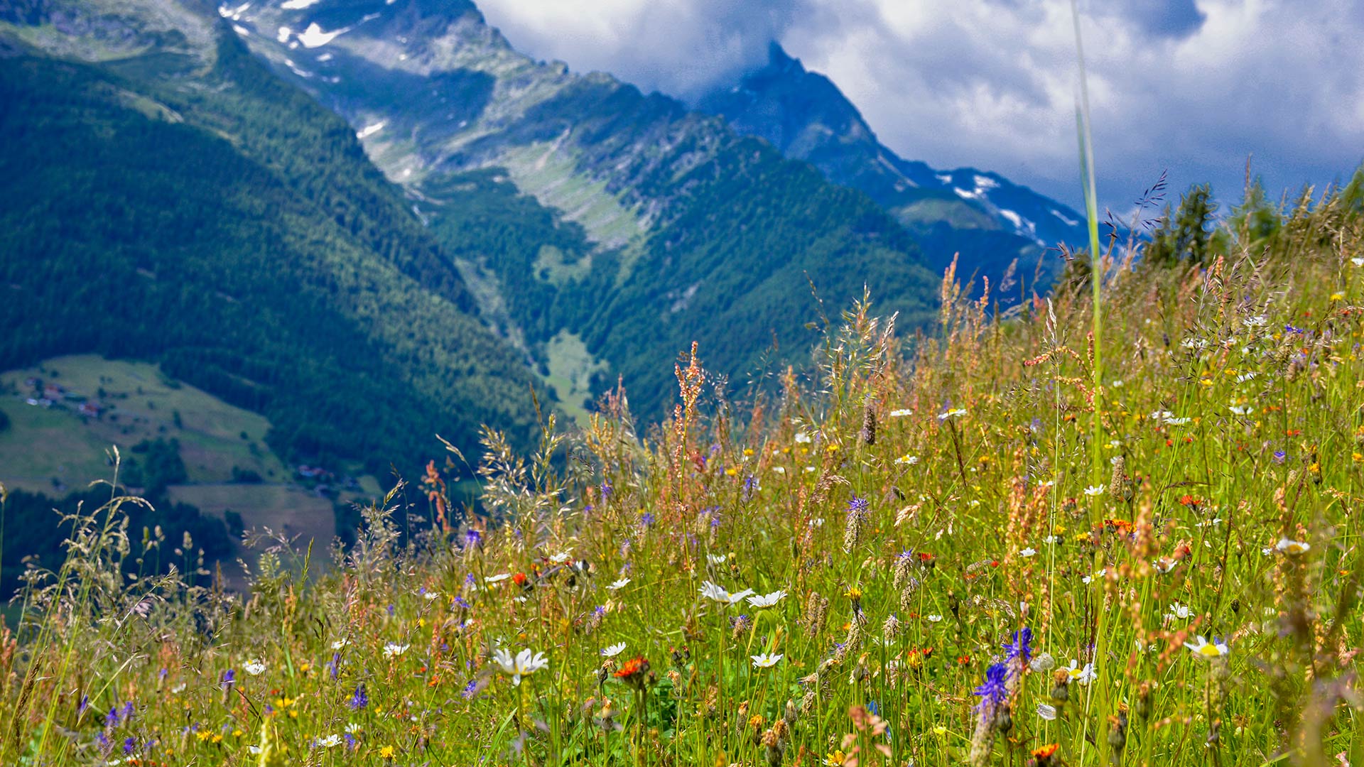 Ahrntaler Berge